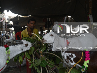 A trader is feeding his goats as he waits for customers in a livestock market ahead of the Muslim festival of Eid al-Adha in the old quarter...