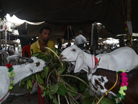 A trader is feeding his goats as he waits for customers in a livestock market ahead of the Muslim festival of Eid al-Adha in the old quarter...