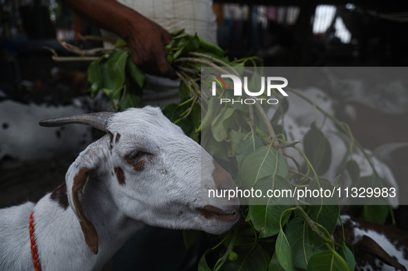 A trader is feeding his goats as he waits for customers in a livestock market ahead of the Muslim festival of Eid al-Adha in the old quarter...