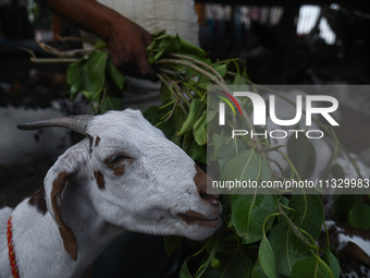 A trader is feeding his goats as he waits for customers in a livestock market ahead of the Muslim festival of Eid al-Adha in the old quarter...