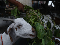 A trader is feeding his goats as he waits for customers in a livestock market ahead of the Muslim festival of Eid al-Adha in the old quarter...