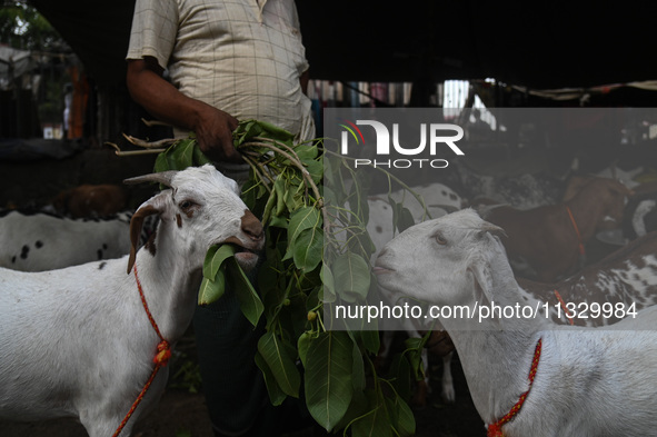 A trader is feeding his goats as he waits for customers in a livestock market ahead of the Muslim festival of Eid al-Adha in the old quarter...