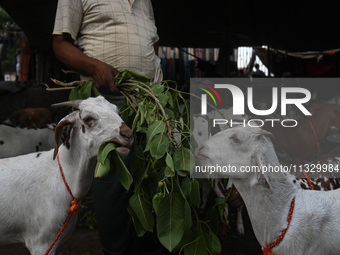 A trader is feeding his goats as he waits for customers in a livestock market ahead of the Muslim festival of Eid al-Adha in the old quarter...