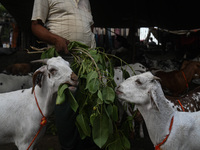 A trader is feeding his goats as he waits for customers in a livestock market ahead of the Muslim festival of Eid al-Adha in the old quarter...