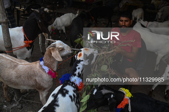 A trader is feeding his goats as he waits for customers in a livestock market ahead of the Muslim festival of Eid al-Adha in the old quarter...