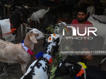 A trader is feeding his goats as he waits for customers in a livestock market ahead of the Muslim festival of Eid al-Adha in the old quarter...