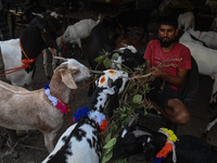 A trader is feeding his goats as he waits for customers in a livestock market ahead of the Muslim festival of Eid al-Adha in the old quarter...