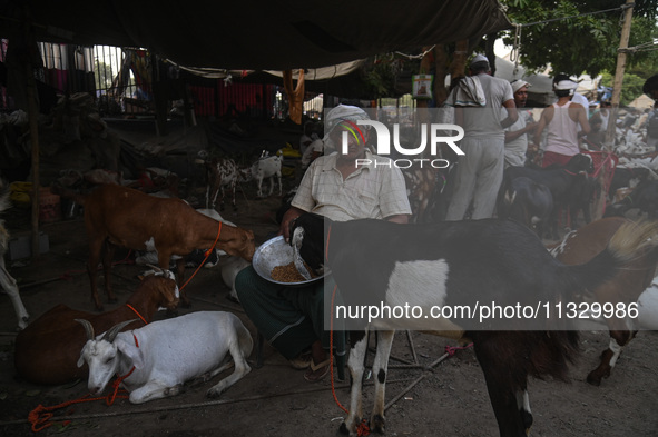 A trader is feeding his goats as he waits for customers in a livestock market ahead of the Muslim festival of Eid al-Adha in the old quarter...