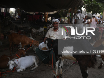 A trader is feeding his goats as he waits for customers in a livestock market ahead of the Muslim festival of Eid al-Adha in the old quarter...