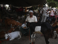 A trader is feeding his goats as he waits for customers in a livestock market ahead of the Muslim festival of Eid al-Adha in the old quarter...