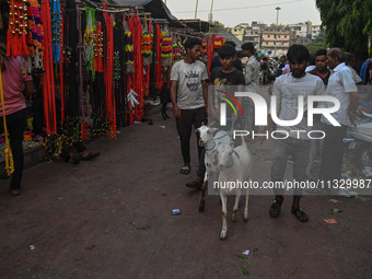 A boy is walking with his goats in a livestock market ahead of the Muslim festival of Eid al-Adha in the old quarters of New Delhi, India, o...