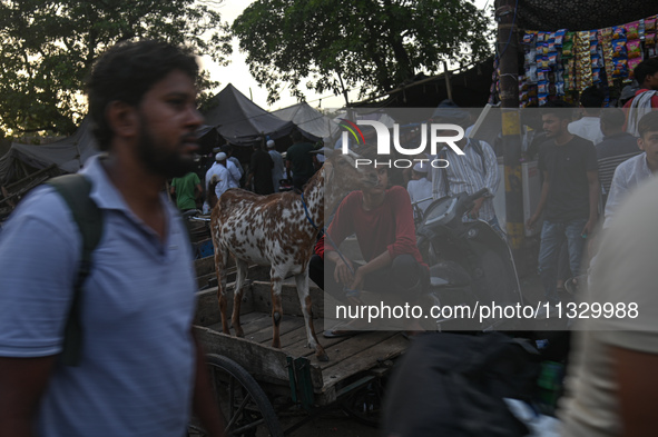 A boy is sitting with his goat on a cycle cart in a livestock market ahead of the Muslim festival of Eid al-Adha in the old quarters of New...