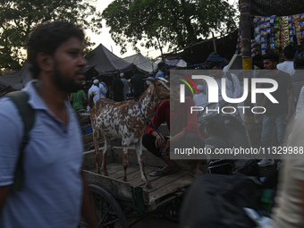 A boy is sitting with his goat on a cycle cart in a livestock market ahead of the Muslim festival of Eid al-Adha in the old quarters of New...