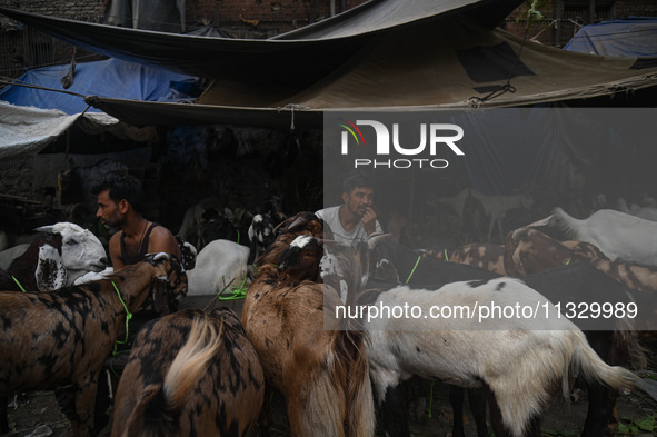 A trader is sitting near his goats as he waits for customers in a livestock market ahead of the Muslim festival of Eid al-Adha in the old qu...