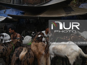 A trader is sitting near his goats as he waits for customers in a livestock market ahead of the Muslim festival of Eid al-Adha in the old qu...