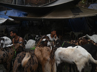 A trader is sitting near his goats as he waits for customers in a livestock market ahead of the Muslim festival of Eid al-Adha in the old qu...