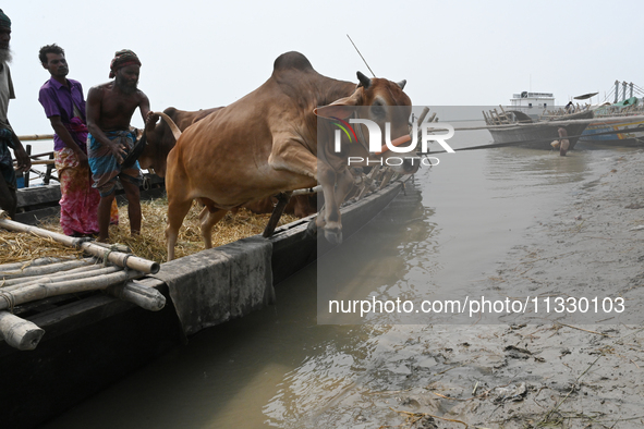 Cattle traders are seen unloading an ox from a boat near a cattle market ahead of the Eid al-Adha Muslim festival, also known as the 'Festiv...