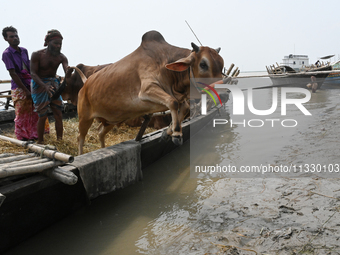 Cattle traders are seen unloading an ox from a boat near a cattle market ahead of the Eid al-Adha Muslim festival, also known as the 'Festiv...