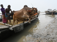 Cattle traders are seen unloading an ox from a boat near a cattle market ahead of the Eid al-Adha Muslim festival, also known as the 'Festiv...