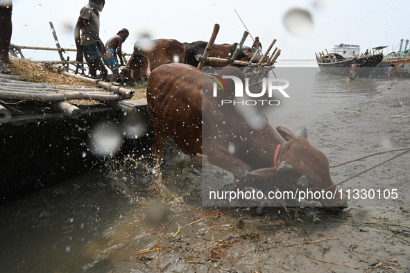 Cattle traders are seen unloading an ox from a boat near a cattle market ahead of the Eid al-Adha Muslim festival, also known as the 'Festiv...