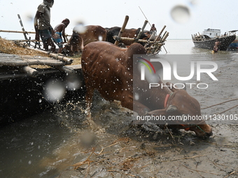 Cattle traders are seen unloading an ox from a boat near a cattle market ahead of the Eid al-Adha Muslim festival, also known as the 'Festiv...