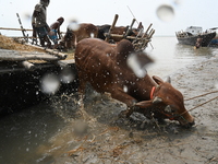 Cattle traders are seen unloading an ox from a boat near a cattle market ahead of the Eid al-Adha Muslim festival, also known as the 'Festiv...