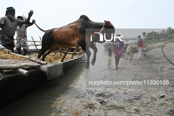 Cattle traders are seen unloading an ox from a boat near a cattle market ahead of the Eid al-Adha Muslim festival, also known as the 'Festiv...