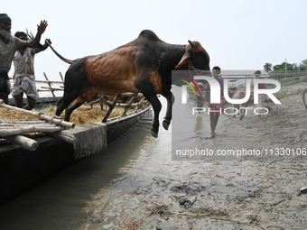 Cattle traders are seen unloading an ox from a boat near a cattle market ahead of the Eid al-Adha Muslim festival, also known as the 'Festiv...