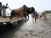 Cattle traders are seen unloading an ox from a boat near a cattle market ahead of the Eid al-Adha Muslim festival, also known as the 'Festiv...