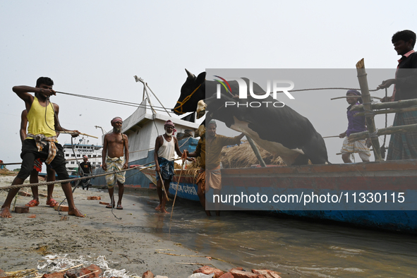 Cattle traders are seen unloading an ox from a boat near a cattle market ahead of the Eid al-Adha Muslim festival, also known as the 'Festiv...