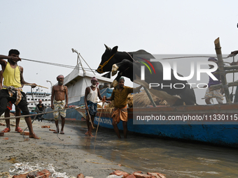 Cattle traders are seen unloading an ox from a boat near a cattle market ahead of the Eid al-Adha Muslim festival, also known as the 'Festiv...