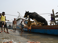 Cattle traders are seen unloading an ox from a boat near a cattle market ahead of the Eid al-Adha Muslim festival, also known as the 'Festiv...