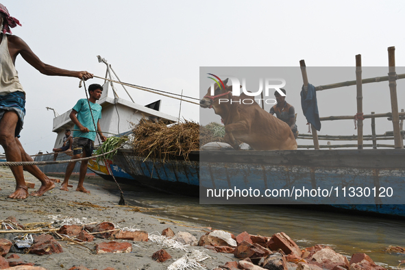 Cattle traders are seen unloading an ox from a boat near a cattle market ahead of the Eid al-Adha Muslim festival, also known as the 'Festiv...