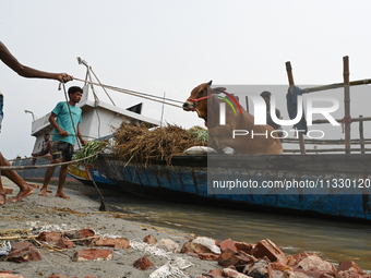 Cattle traders are seen unloading an ox from a boat near a cattle market ahead of the Eid al-Adha Muslim festival, also known as the 'Festiv...