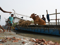 Cattle traders are seen unloading an ox from a boat near a cattle market ahead of the Eid al-Adha Muslim festival, also known as the 'Festiv...