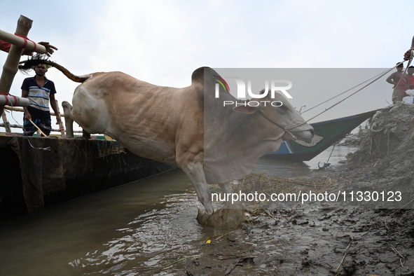 Cattle traders are seen unloading an ox from a boat near a cattle market ahead of the Eid al-Adha Muslim festival, also known as the 'Festiv...