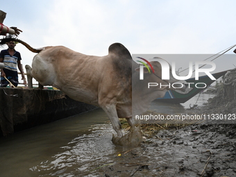 Cattle traders are seen unloading an ox from a boat near a cattle market ahead of the Eid al-Adha Muslim festival, also known as the 'Festiv...