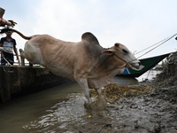 Cattle traders are seen unloading an ox from a boat near a cattle market ahead of the Eid al-Adha Muslim festival, also known as the 'Festiv...