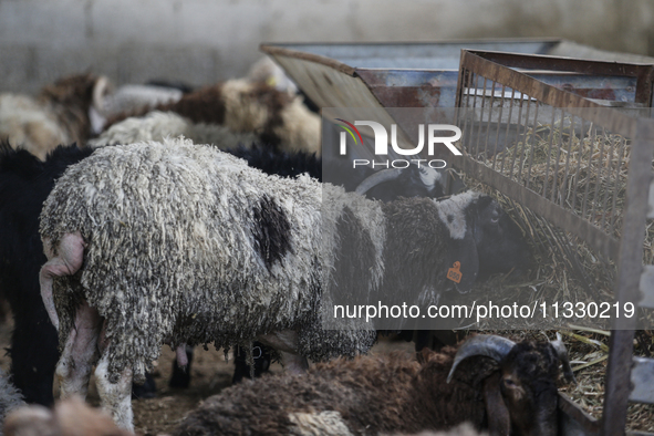 Khadir Al-Saidi, a Palestinian, is selling livestock at his farm in the town of At-Tur in East Jerusalem, on June 14, 2024. Meanwhile, Musli...