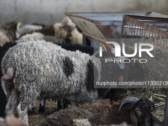 Khadir Al-Saidi, a Palestinian, is selling livestock at his farm in the town of At-Tur in East Jerusalem, on June 14, 2024. Meanwhile, Musli...