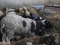 Khadir Al-Saidi, a Palestinian, is selling livestock at his farm in the town of At-Tur in East Jerusalem, on June 14, 2024. Meanwhile, Musli...