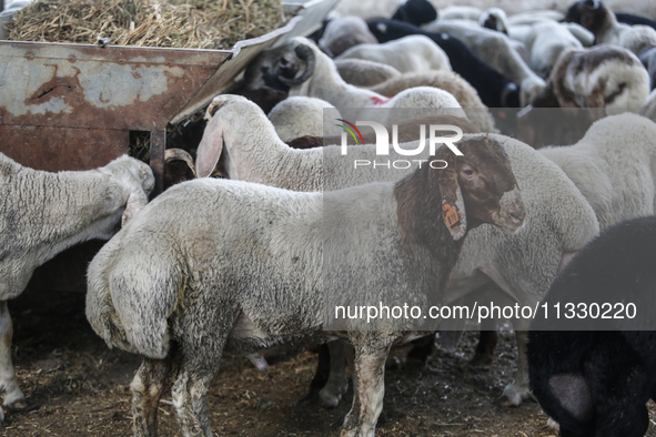 Khadir Al-Saidi, A Palestinian, Sells Livestock At His Farm In The Town Of At-Tur On Friday, June 14,2024 In East Jerusalem. Meanwhile, Musl...