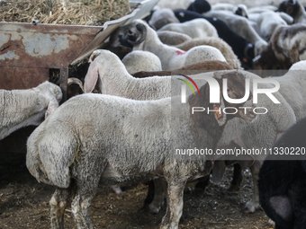 Khadir Al-Saidi, A Palestinian, Sells Livestock At His Farm In The Town Of At-Tur On Friday, June 14,2024 In East Jerusalem. Meanwhile, Musl...