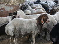 Khadir Al-Saidi, A Palestinian, Sells Livestock At His Farm In The Town Of At-Tur On Friday, June 14,2024 In East Jerusalem. Meanwhile, Musl...