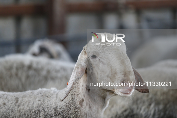 Khadir Al-Saidi, A Palestinian, Sells Livestock At His Farm In The Town Of At-Tur On Friday, June 14,2024 In East Jerusalem. Meanwhile, Musl...