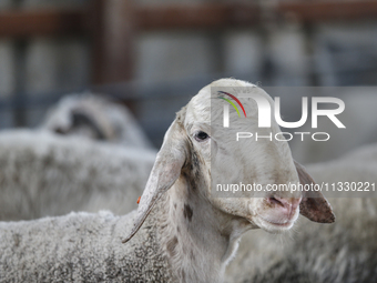 Khadir Al-Saidi, A Palestinian, Sells Livestock At His Farm In The Town Of At-Tur On Friday, June 14,2024 In East Jerusalem. Meanwhile, Musl...