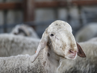 Khadir Al-Saidi, A Palestinian, Sells Livestock At His Farm In The Town Of At-Tur On Friday, June 14,2024 In East Jerusalem. Meanwhile, Musl...