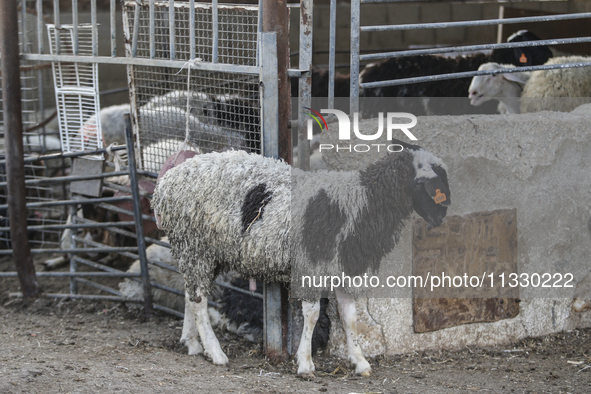 Khadir Al-Saidi, A Palestinian, Sells Livestock At His Farm In The Town Of At-Tur On Friday, June 14,2024 In East Jerusalem. Meanwhile, Musl...