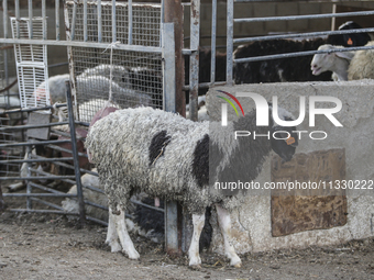 Khadir Al-Saidi, A Palestinian, Sells Livestock At His Farm In The Town Of At-Tur On Friday, June 14,2024 In East Jerusalem. Meanwhile, Musl...