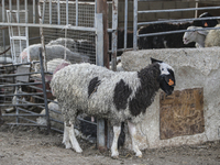 Khadir Al-Saidi, A Palestinian, Sells Livestock At His Farm In The Town Of At-Tur On Friday, June 14,2024 In East Jerusalem. Meanwhile, Musl...